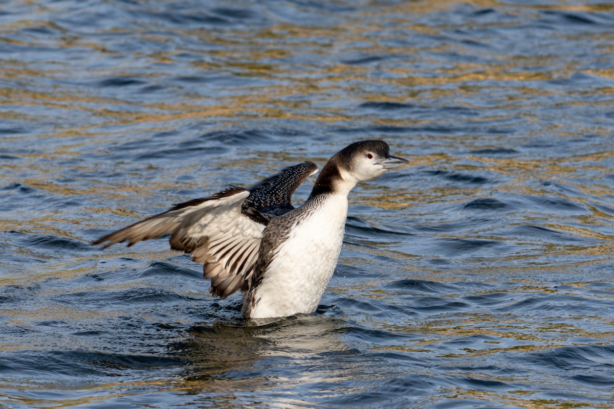 potáplice lední - ML646071069