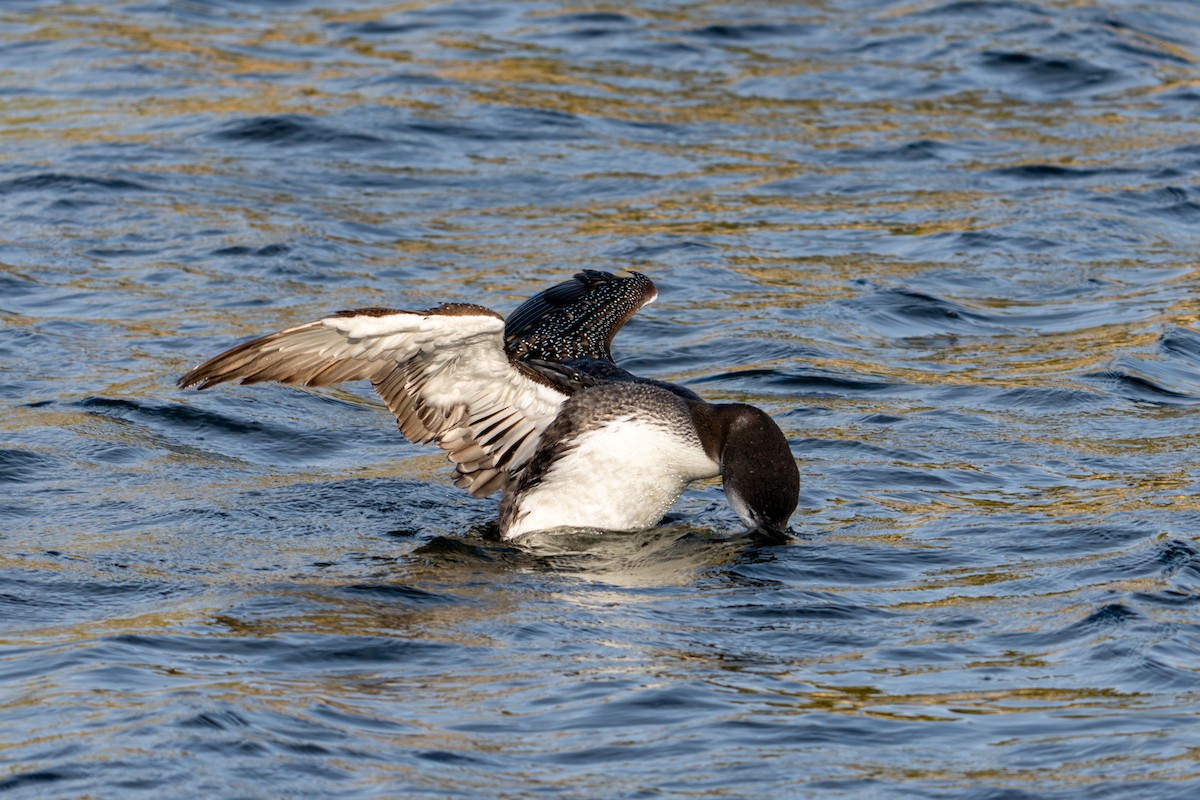 potáplice lední - ML646071071