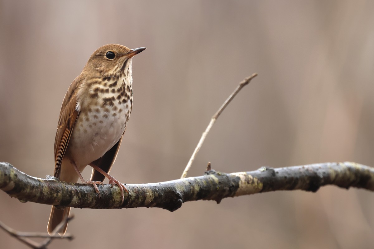 Hermit Thrush (faxoni/crymophilus) - ML646071073