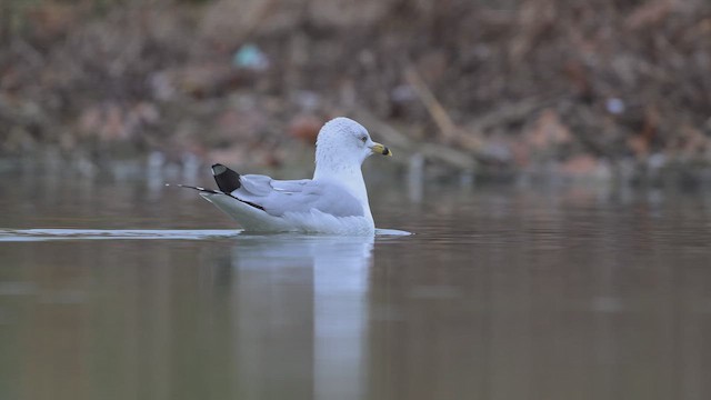 Ring-billed Gull - ML646071074