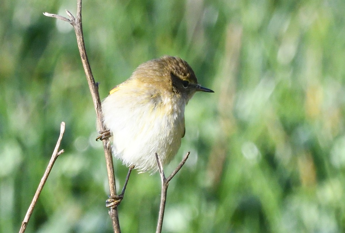 Common Chiffchaff - ML646071077