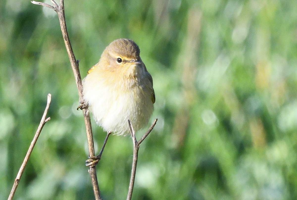 Common Chiffchaff - ML646071078