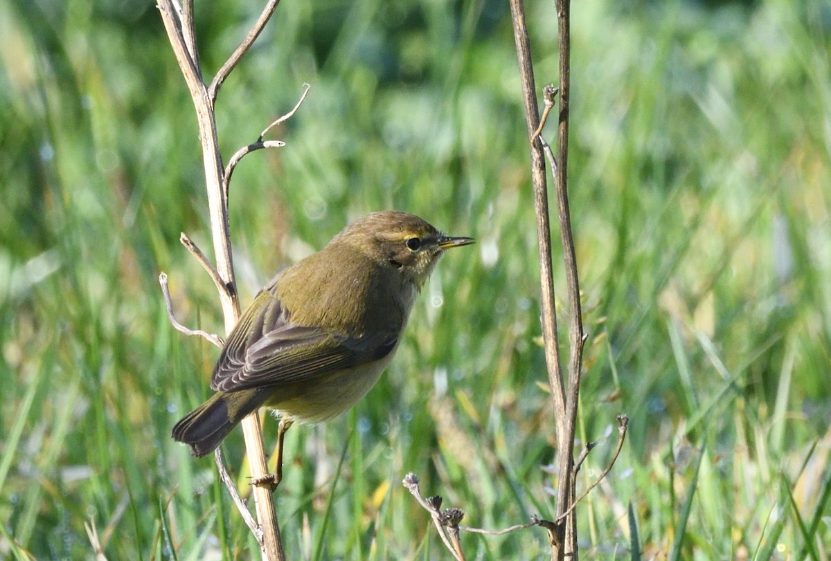 Common Chiffchaff - ML646071079