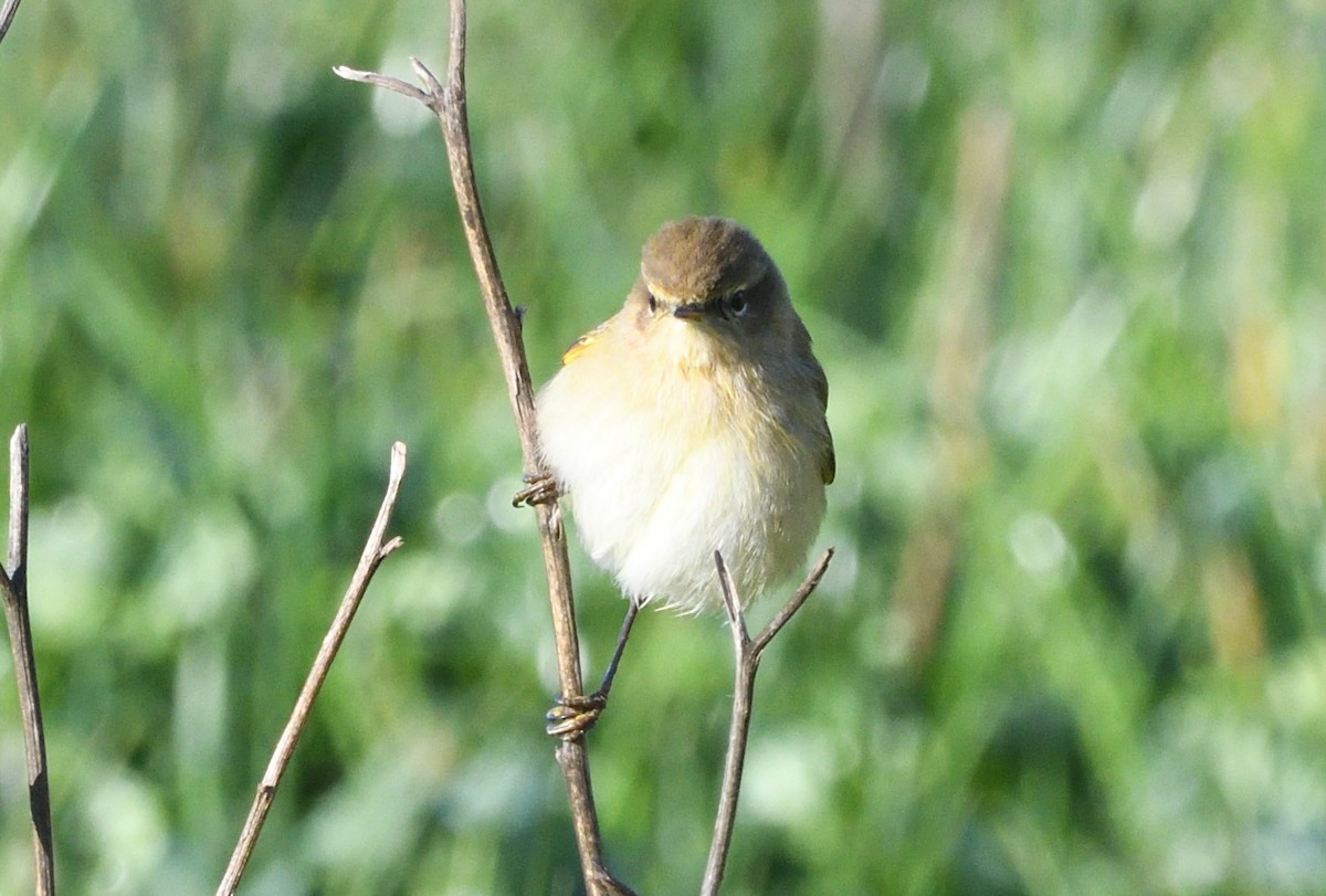 Common Chiffchaff - ML646071080