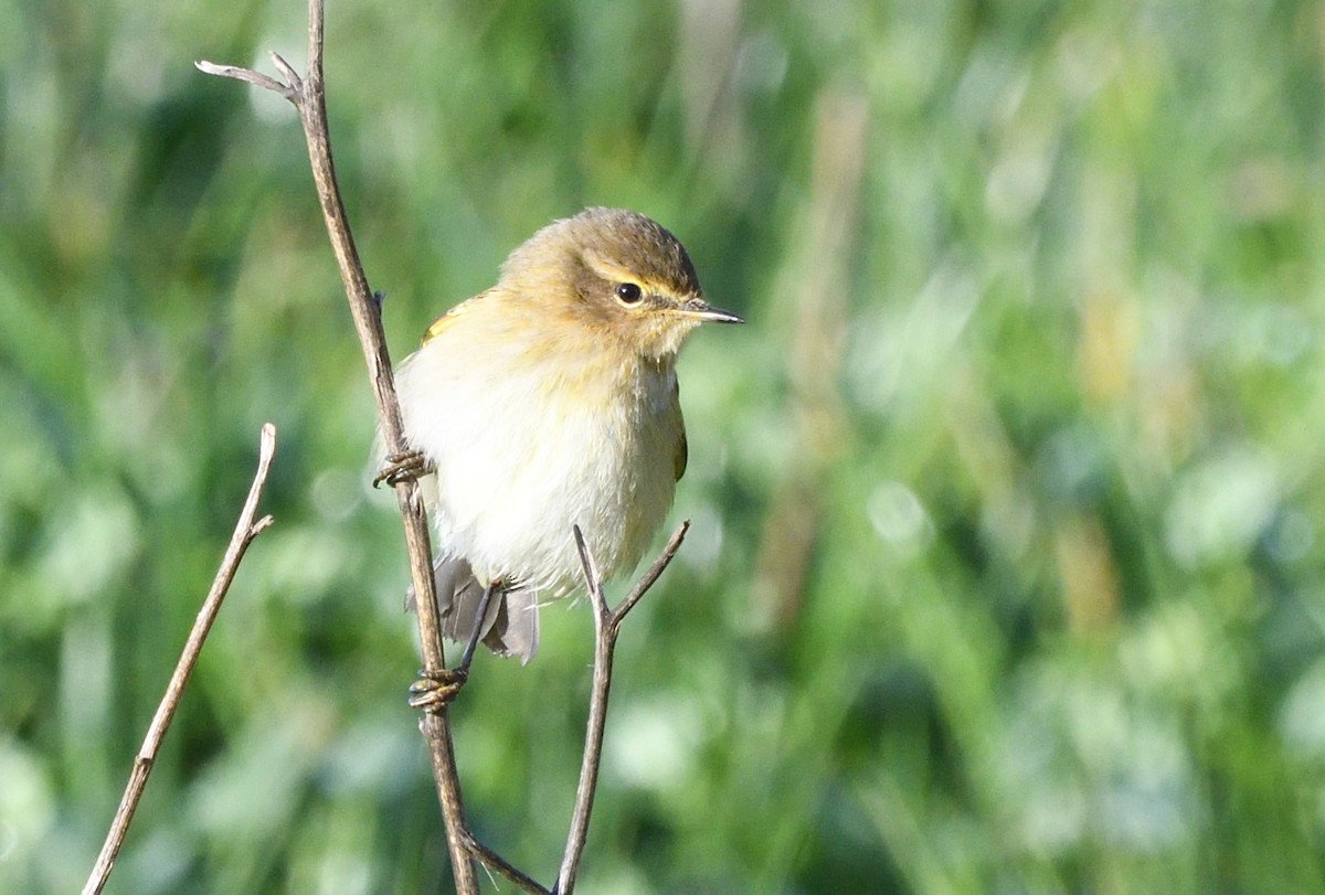 Common Chiffchaff - ML646071081