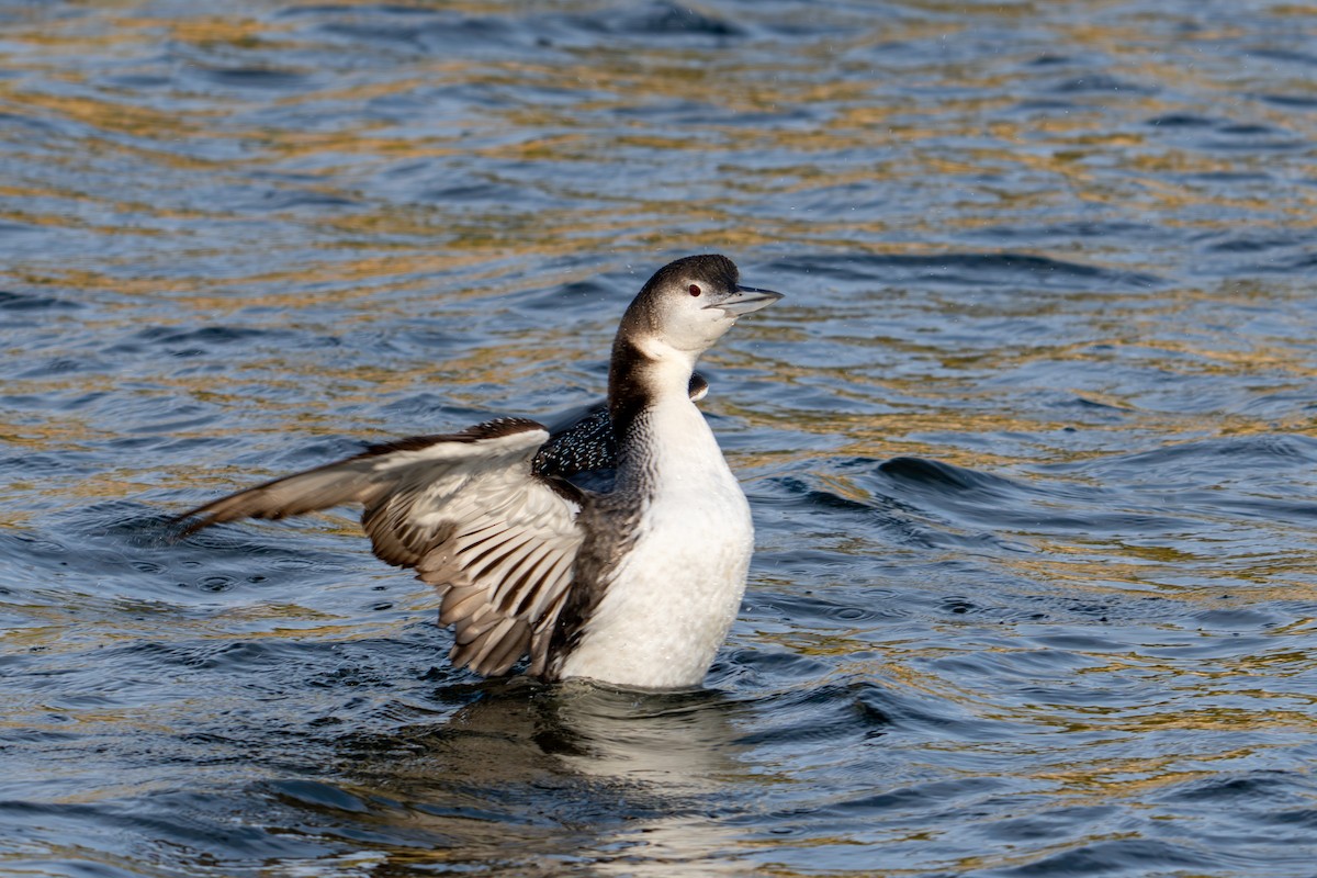 potáplice lední - ML646071085