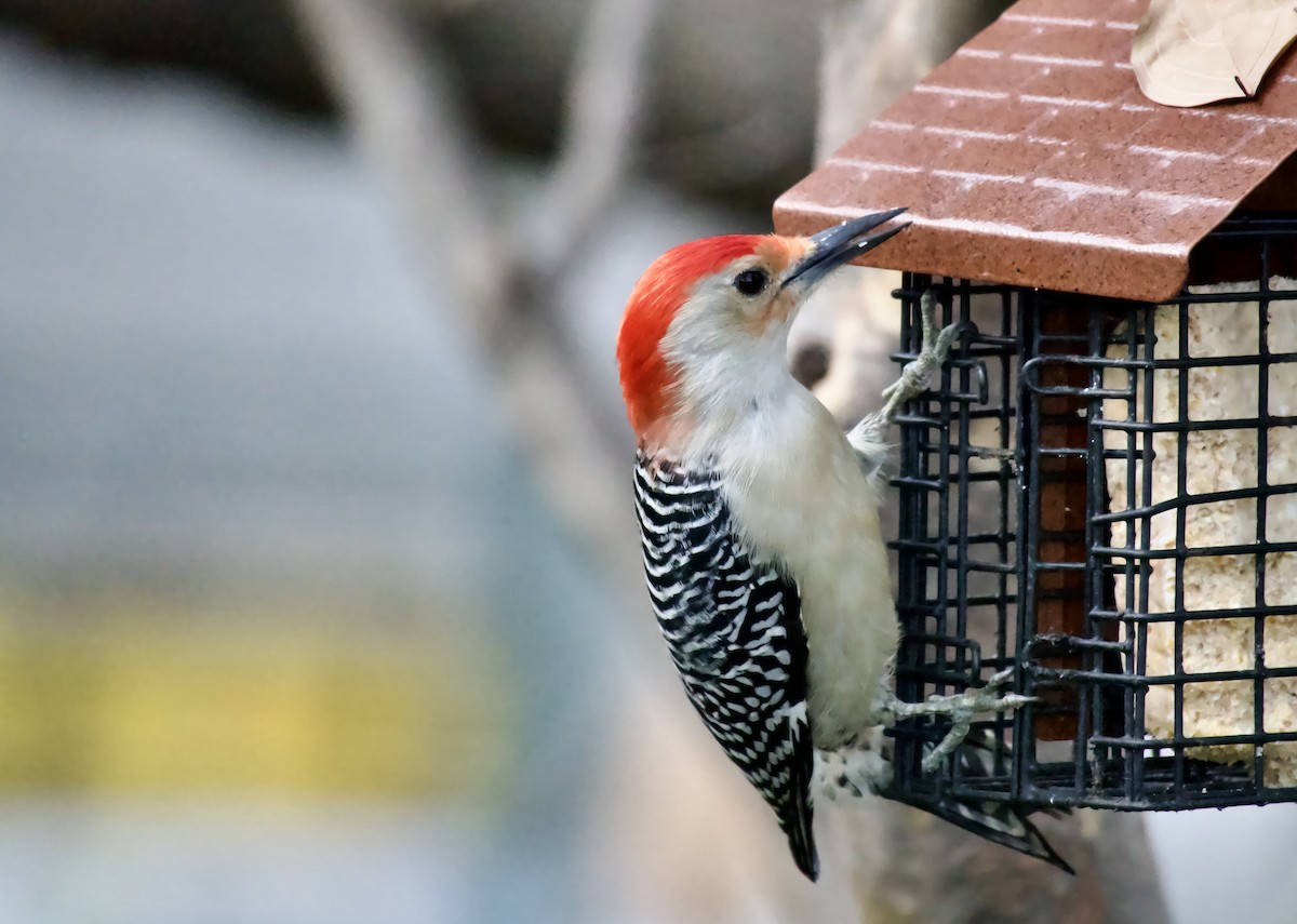 Red-bellied Woodpecker - ML646071093