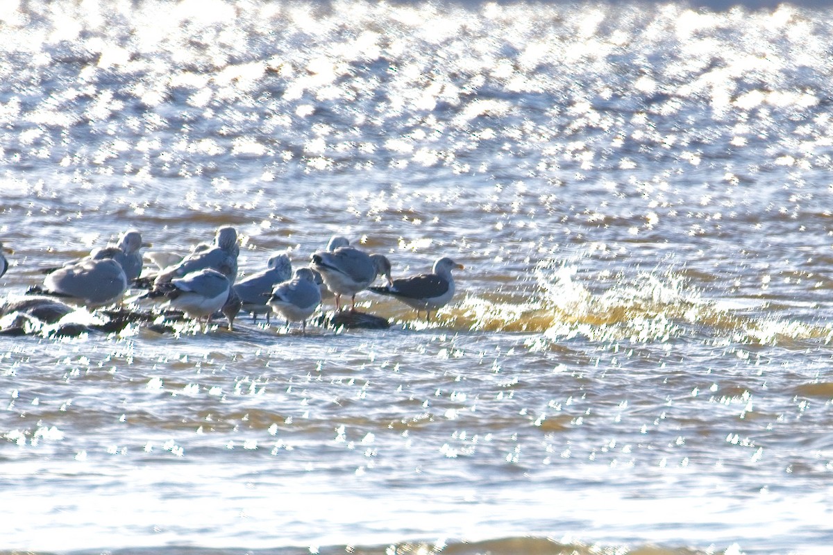 Zafferano - ML646071101