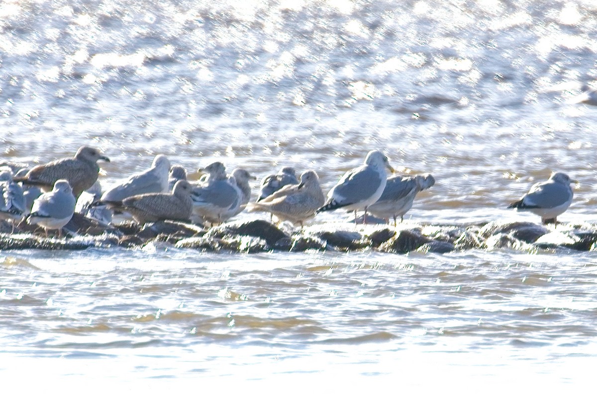 Gabbiano d'Islanda - ML646071105