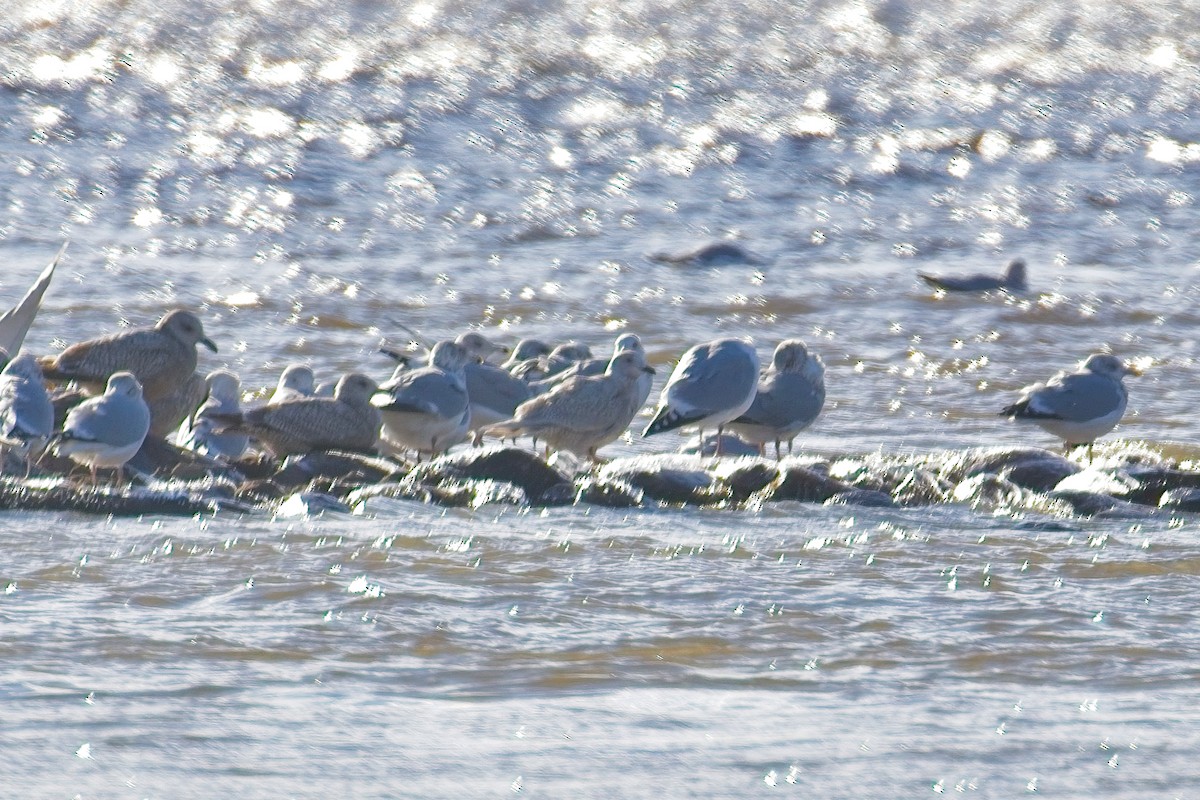 Gabbiano d'Islanda - ML646071106