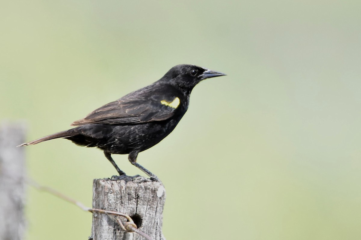 Yellow-winged Blackbird - ML646071109