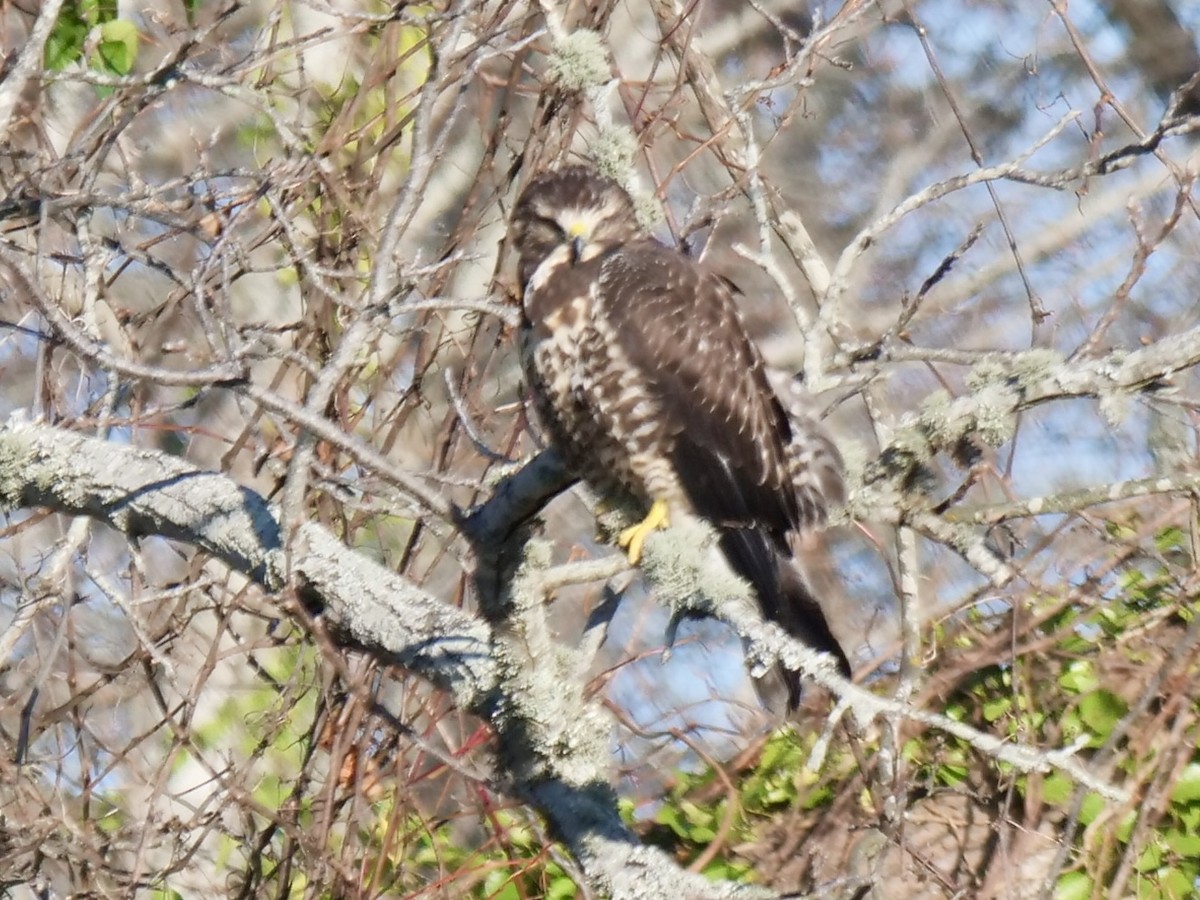 Swainson's Hawk - ML646071111