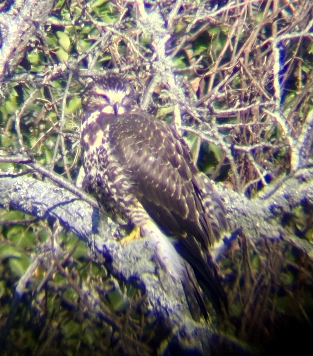 Swainson's Hawk - ML646071112