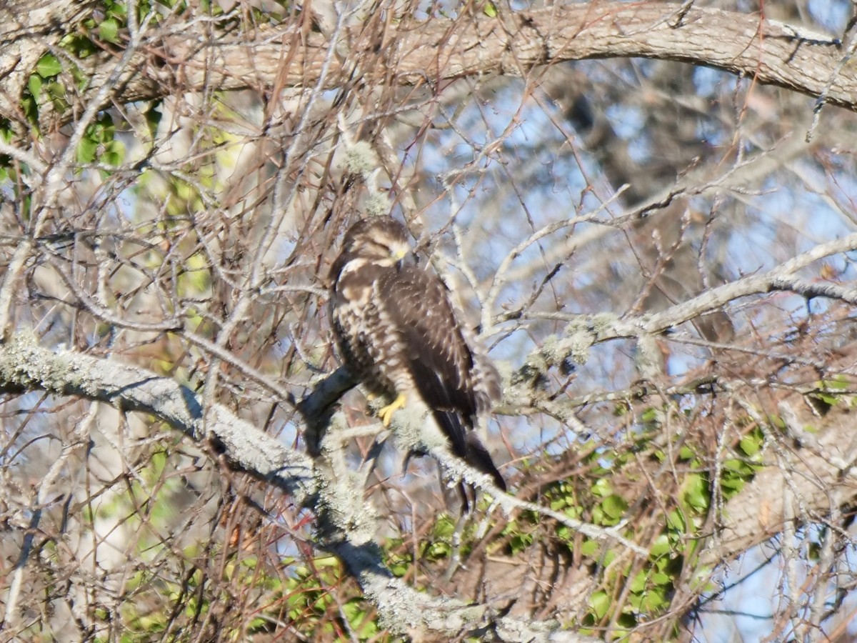 Swainson's Hawk - ML646071113