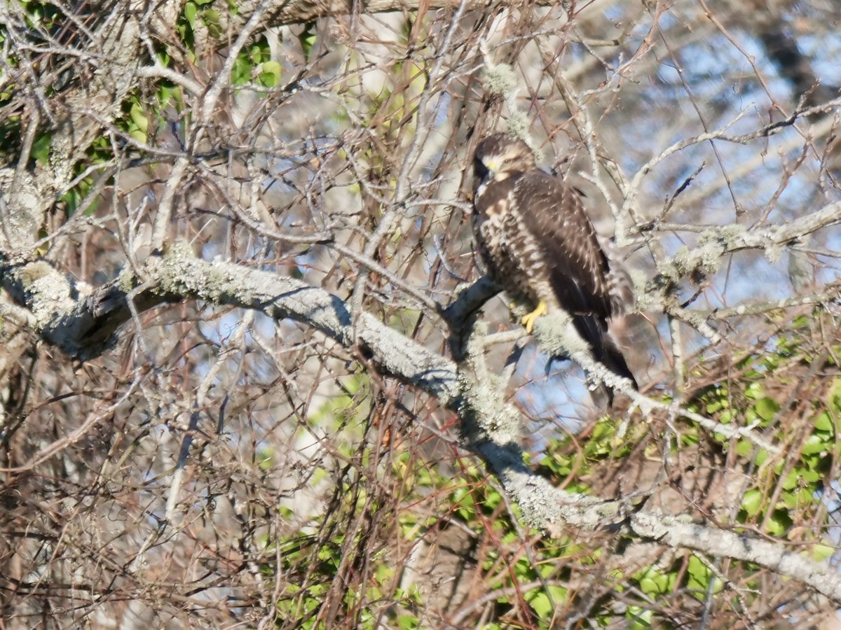 Swainson's Hawk - ML646071114
