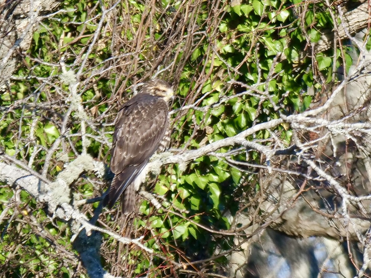 Swainson's Hawk - ML646071115