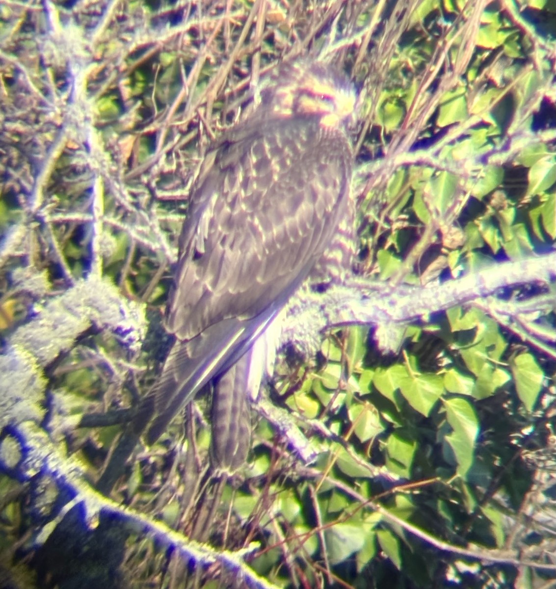 Swainson's Hawk - ML646071117