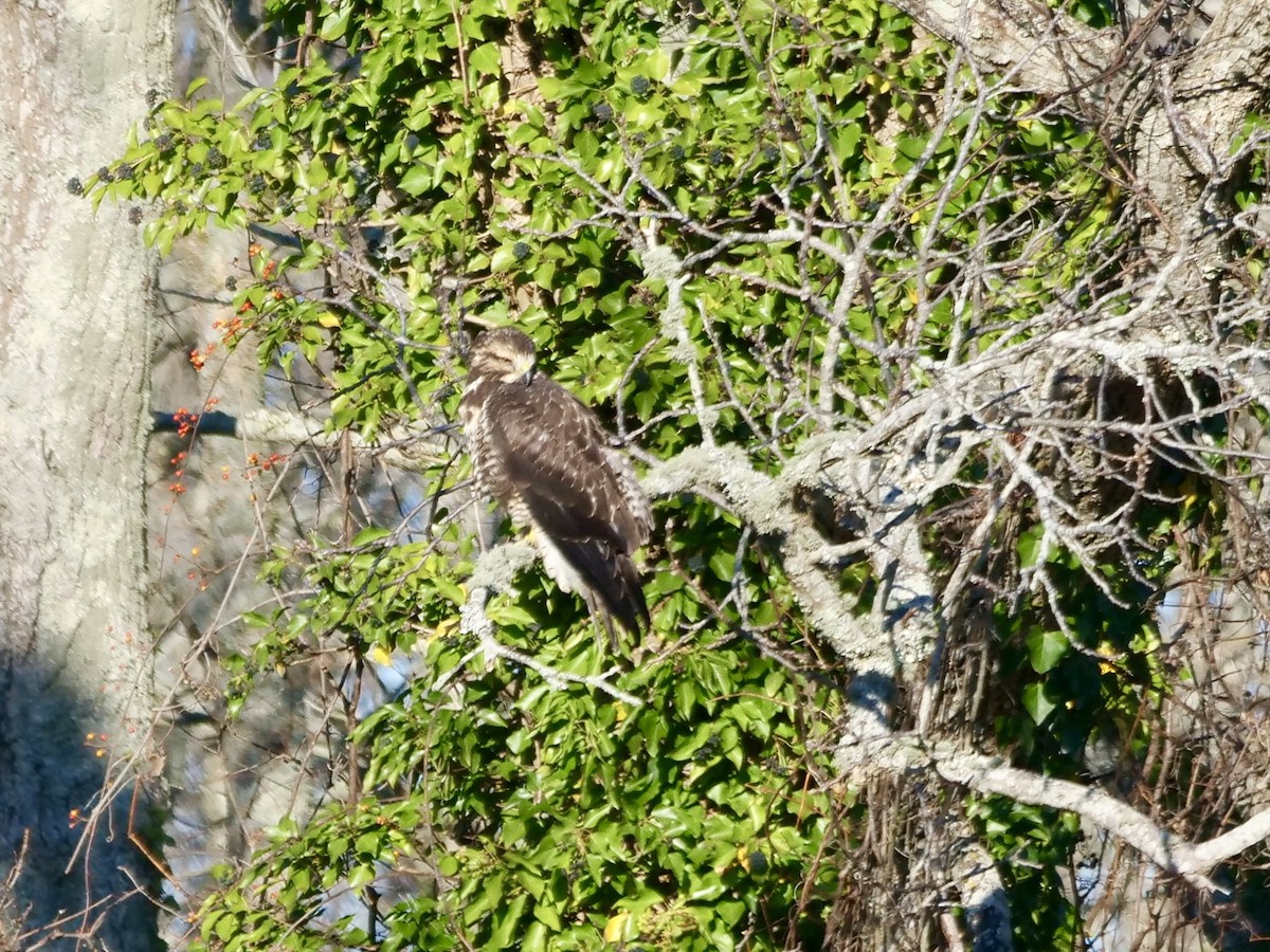 Swainson's Hawk - ML646071118