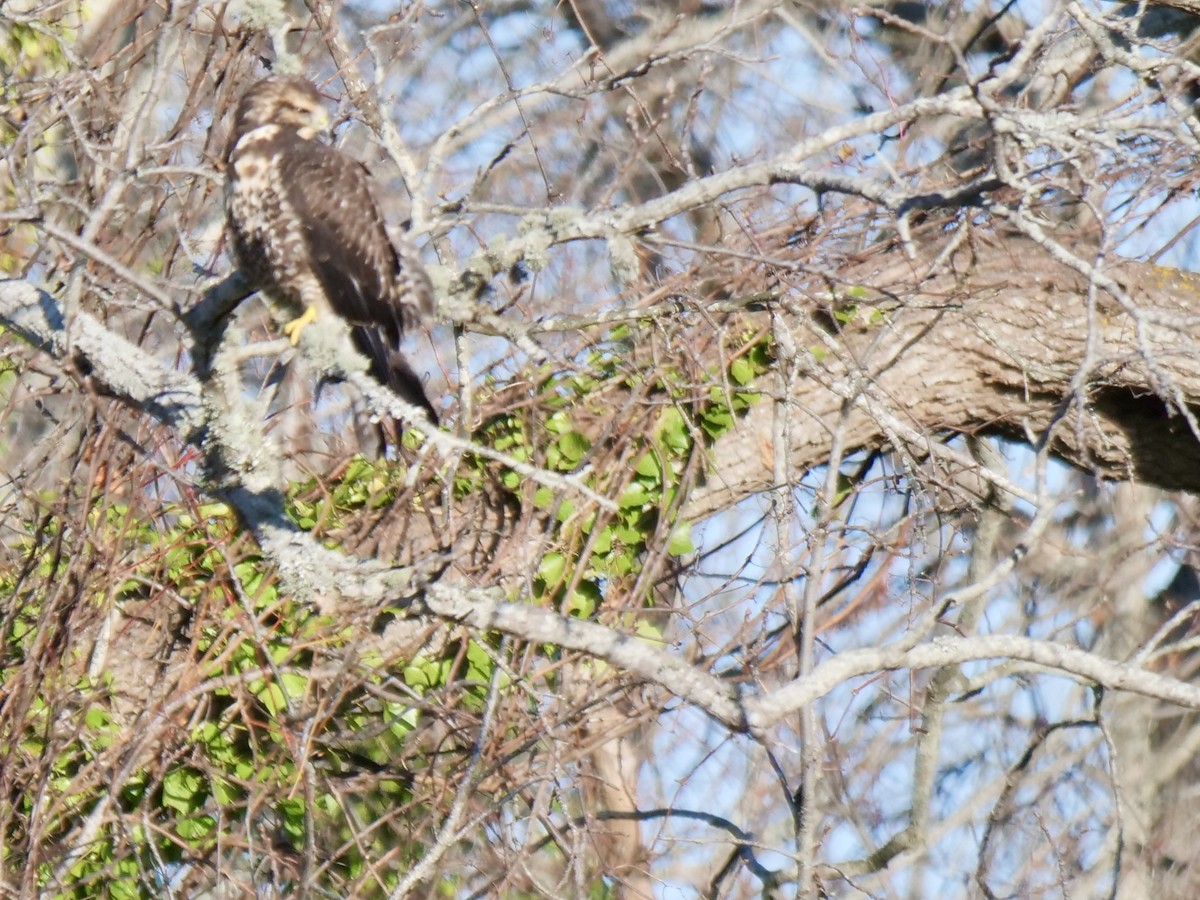 Swainson's Hawk - ML646071119