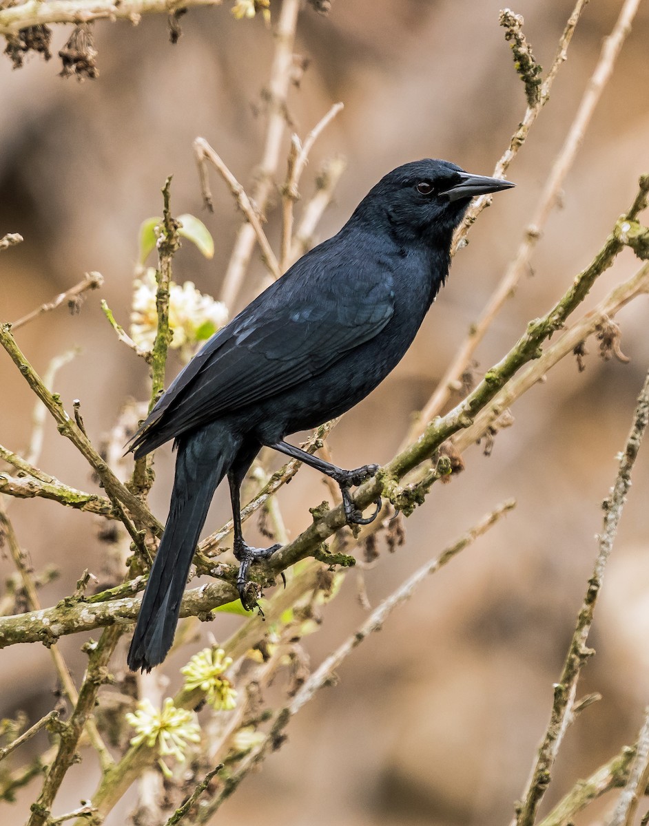 Scrub Blackbird - ML646071120