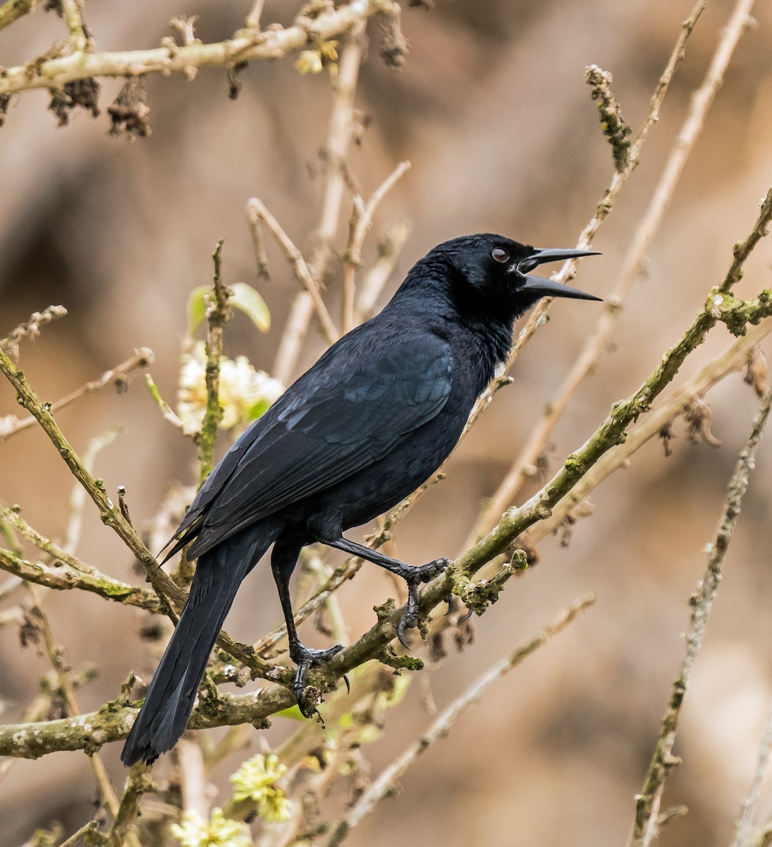 Scrub Blackbird - ML646071121