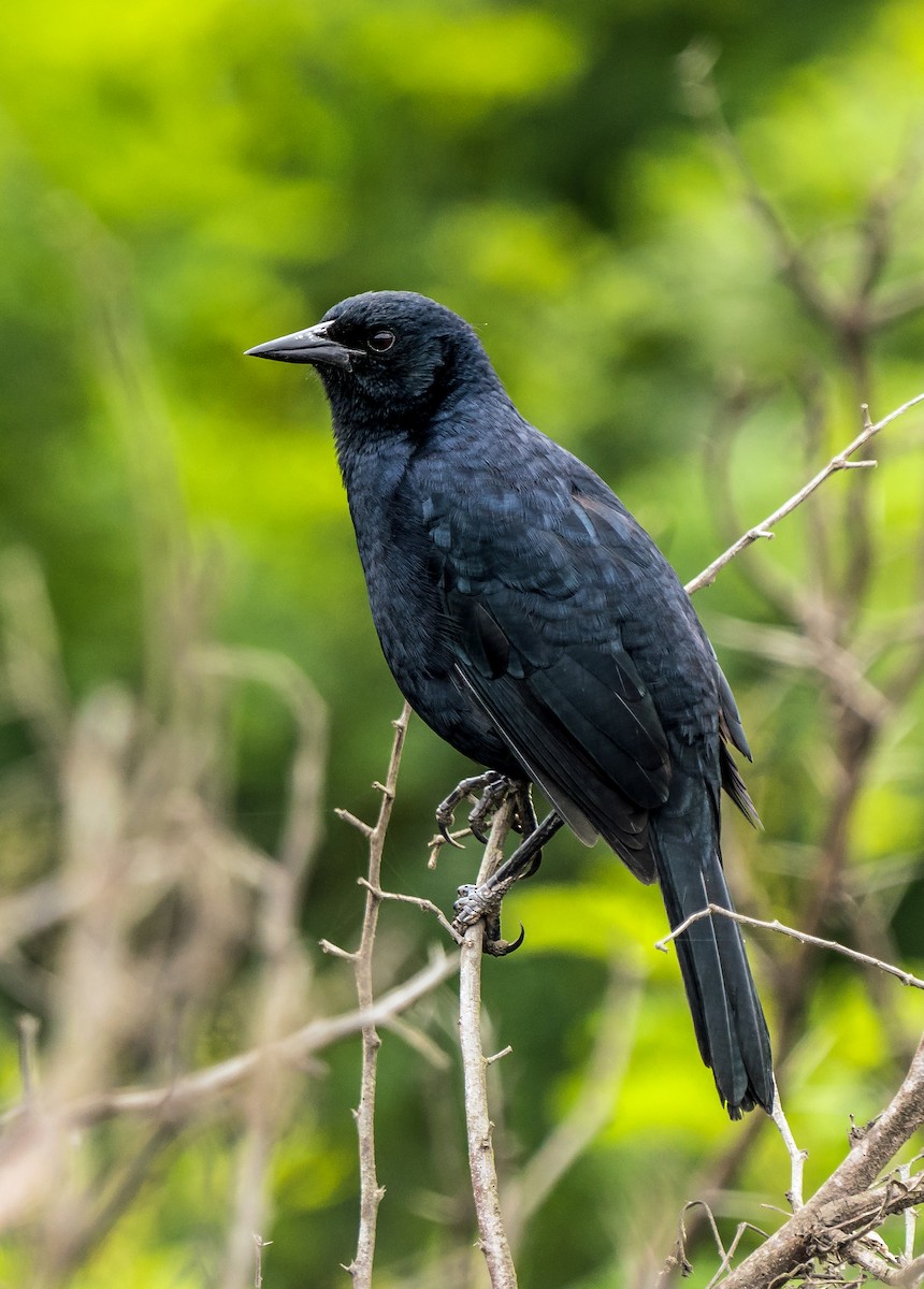 Scrub Blackbird - ML646071122