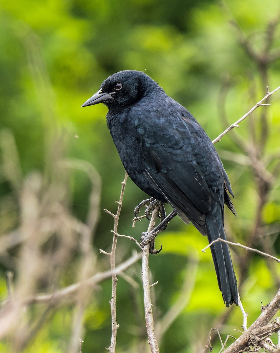 Scrub Blackbird - ML646071123