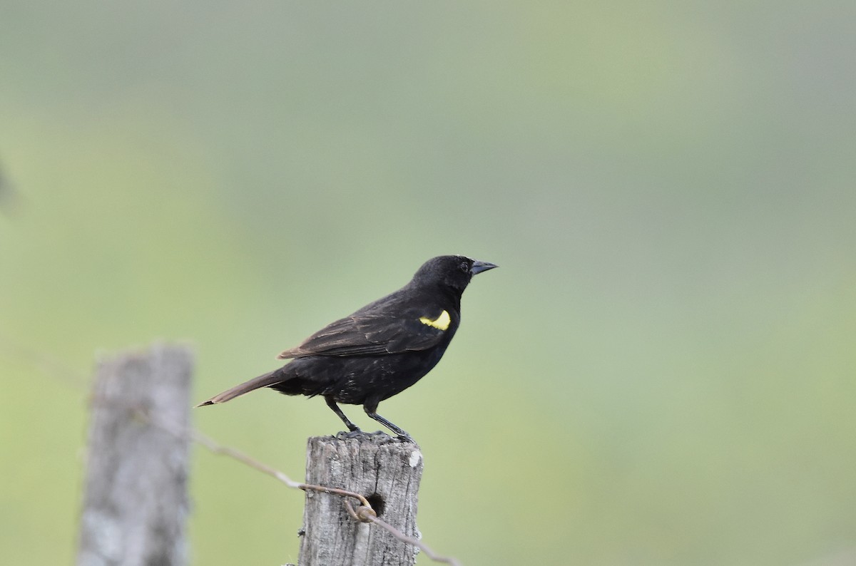 Yellow-winged Blackbird - ML646071126