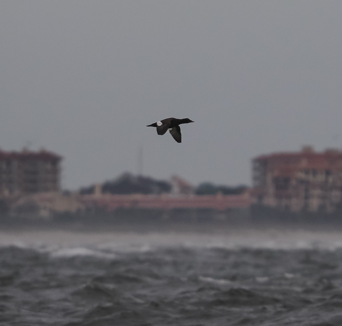 White-winged Scoter - ML646071130