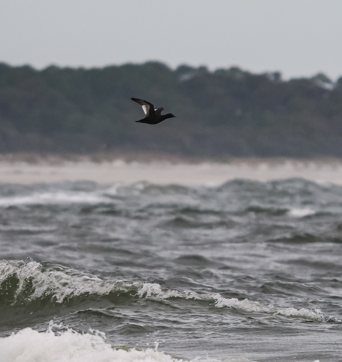 White-winged Scoter - ML646071131