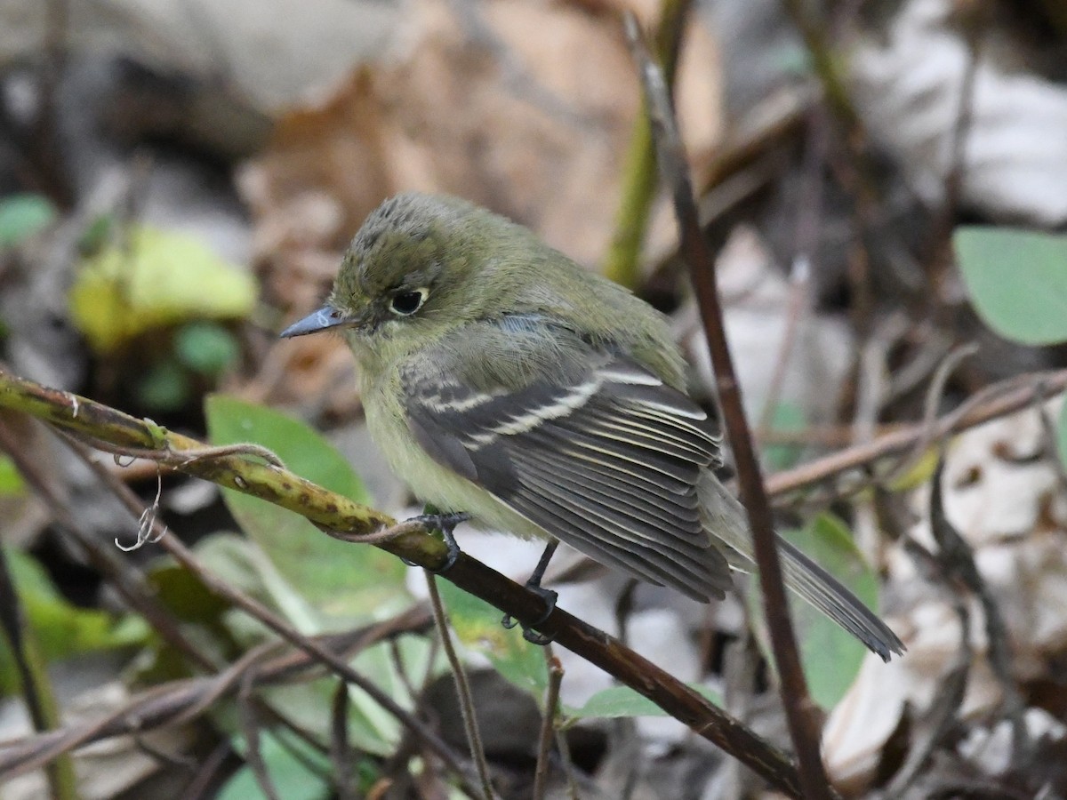 Western Flycatcher - ML646071146