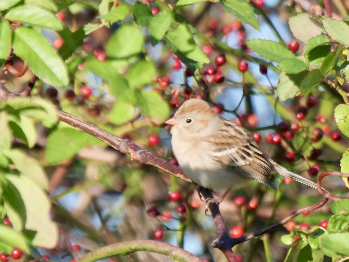 Field Sparrow - ML646071150