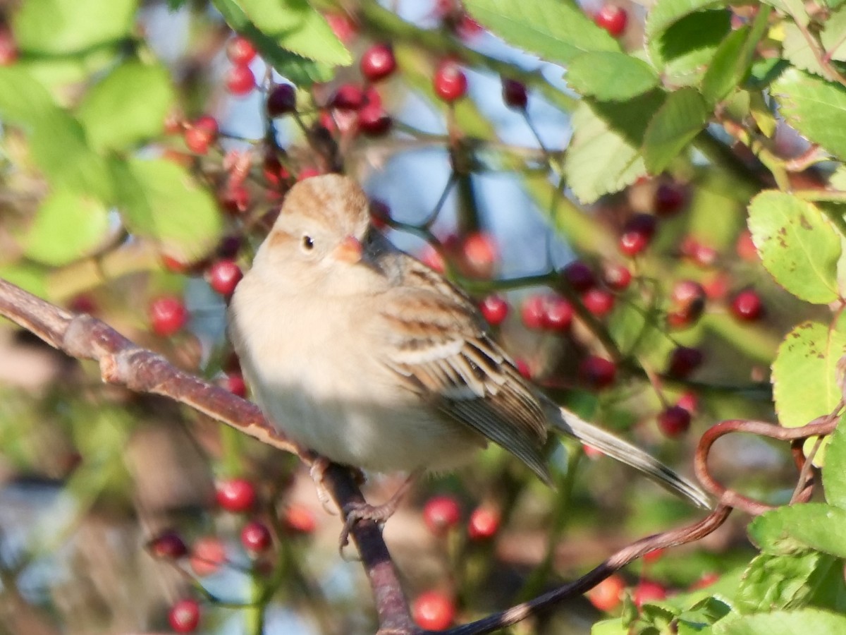 Field Sparrow - ML646071151