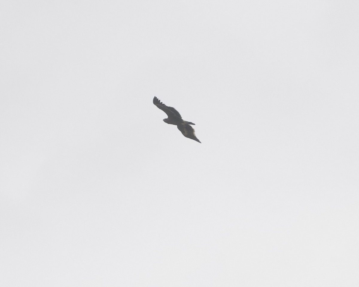 Bozkır Kartalı - ML646071157