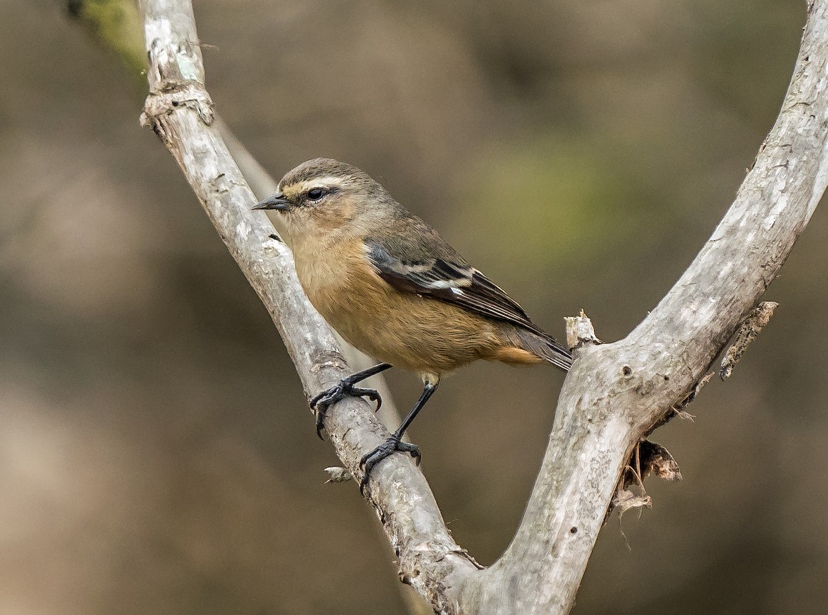 Kül Rengi Sivrigaga - ML646071158