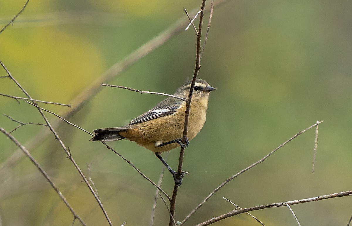 Kül Rengi Sivrigaga - ML646071159