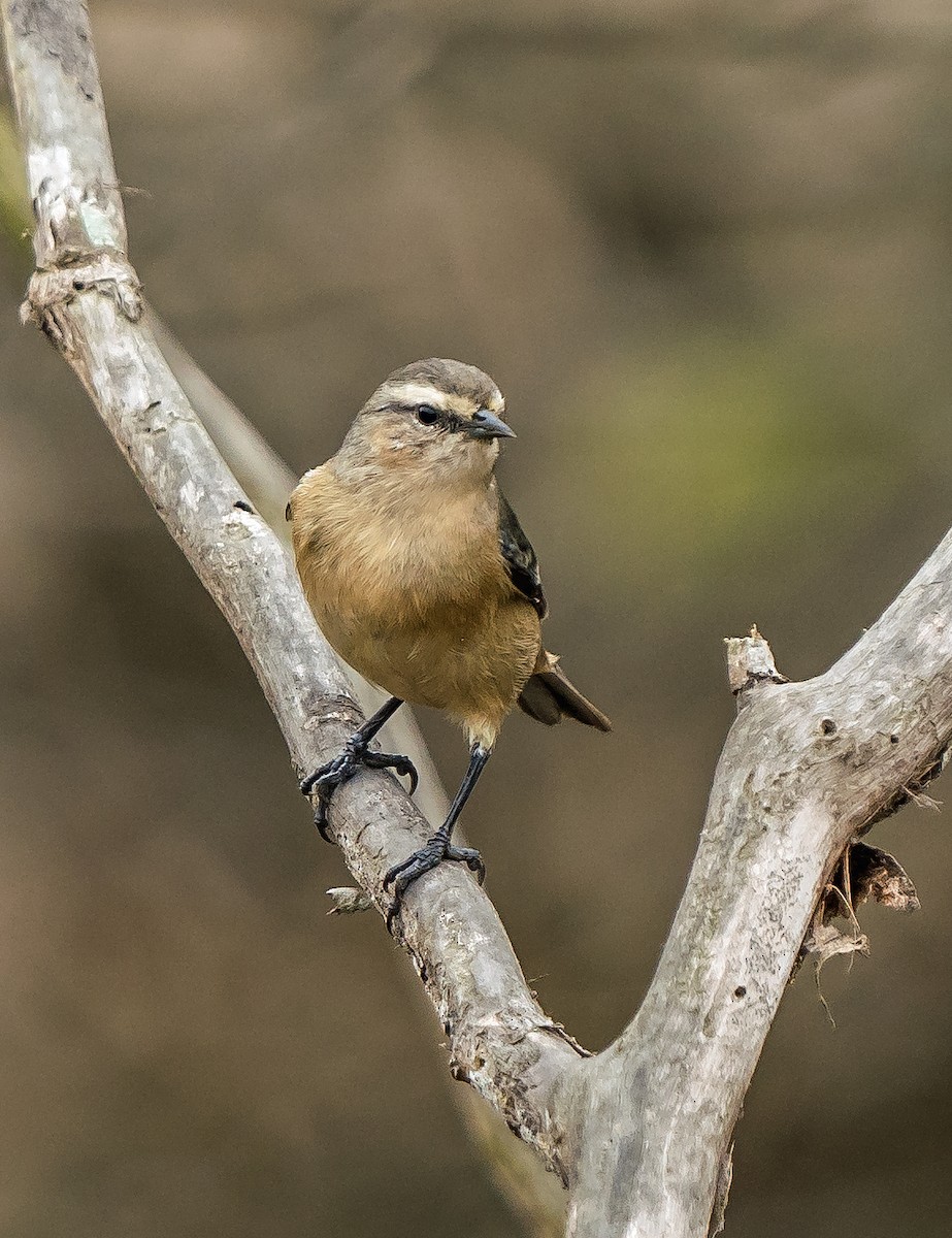 Kül Rengi Sivrigaga - ML646071160