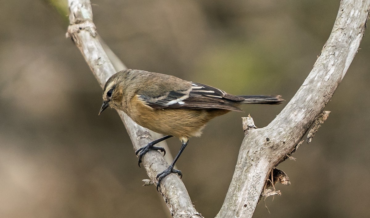 Kül Rengi Sivrigaga - ML646071161