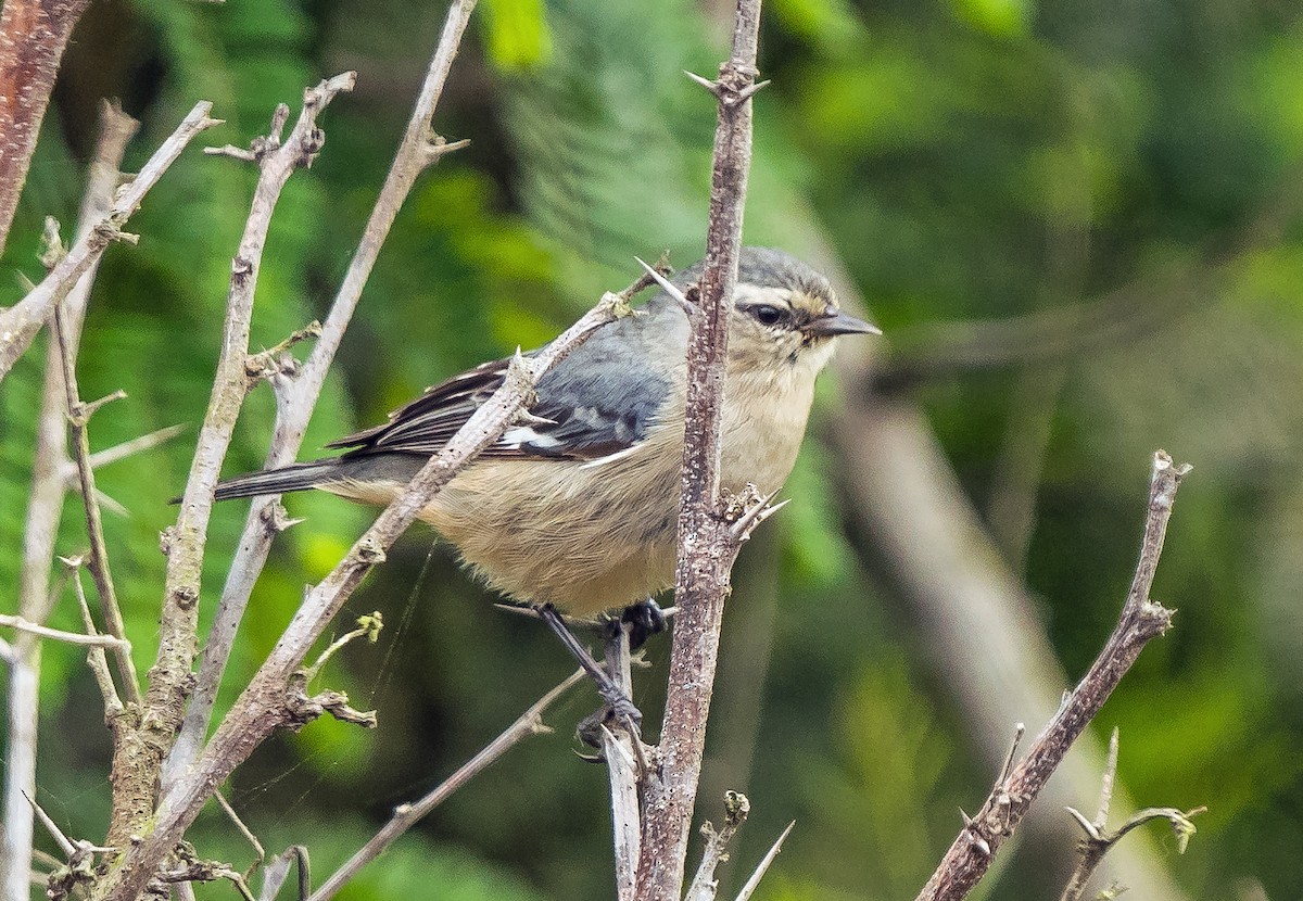 Kül Rengi Sivrigaga - ML646071162