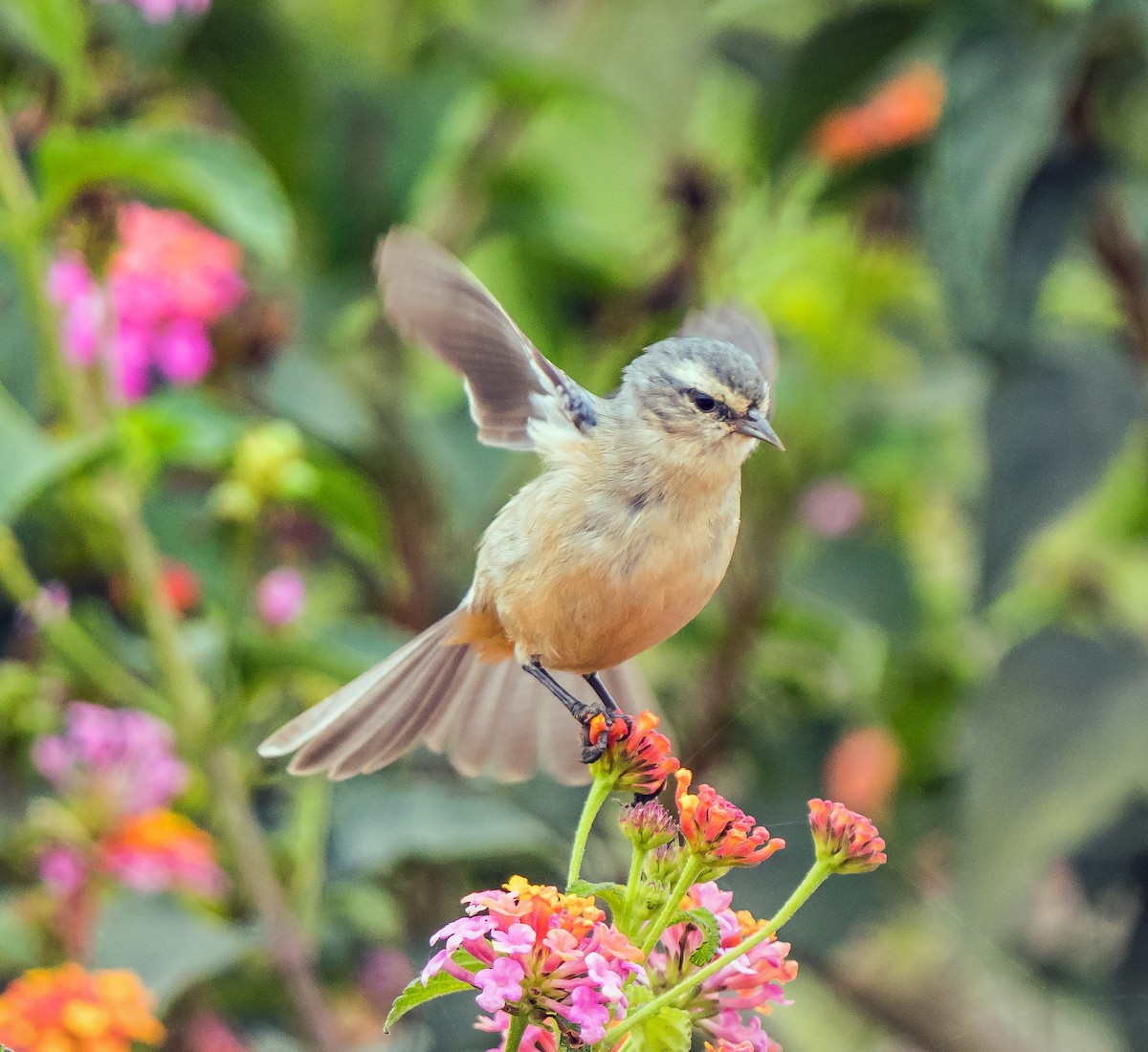 Kül Rengi Sivrigaga - ML646071163