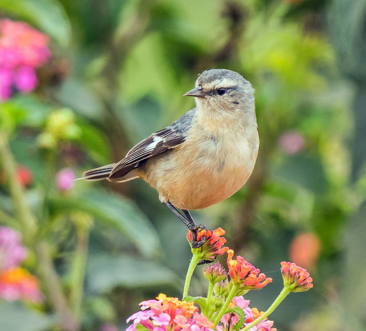 Kül Rengi Sivrigaga - ML646071164