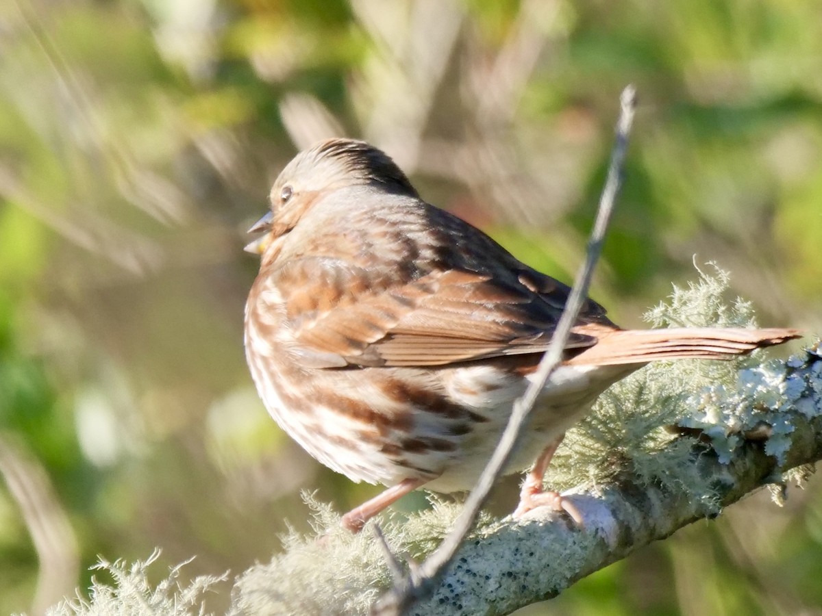 Tilki Renkli Serçe - ML646071165