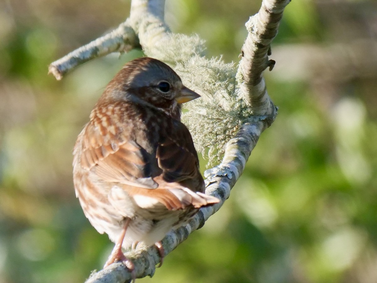 Tilki Renkli Serçe - ML646071166