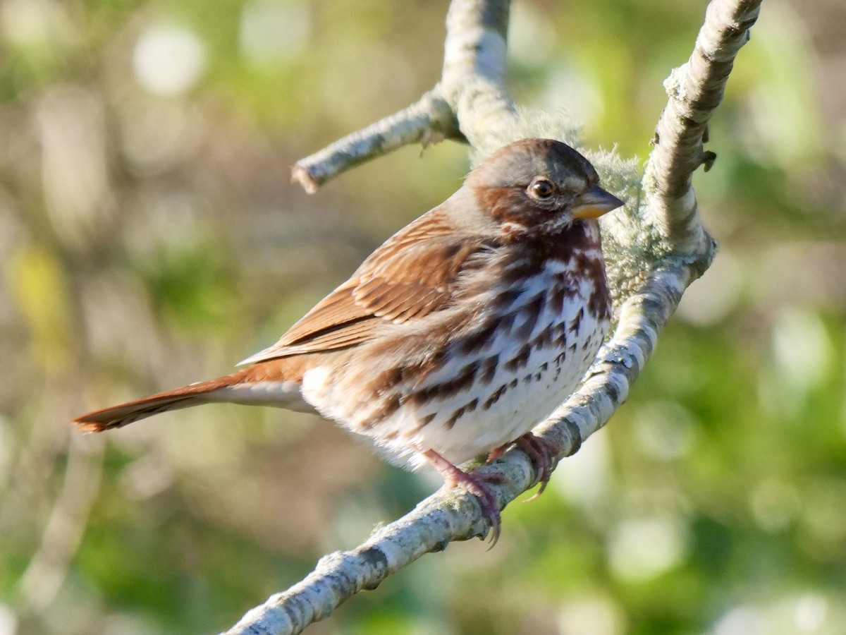 Tilki Renkli Serçe - ML646071167