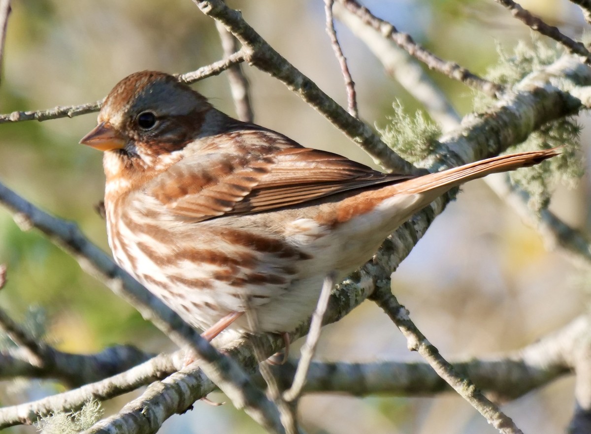 Tilki Renkli Serçe - ML646071168