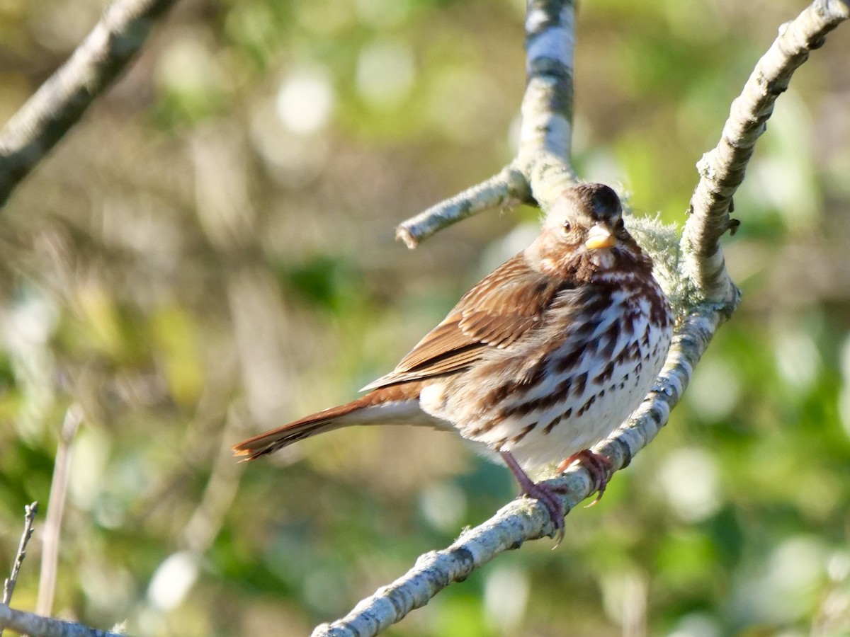 Tilki Renkli Serçe - ML646071169