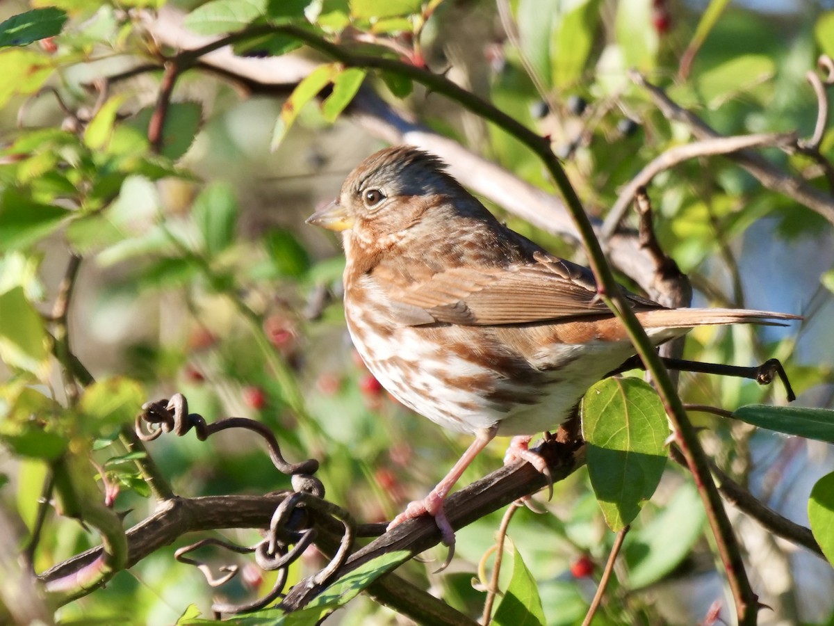 Tilki Renkli Serçe - ML646071171