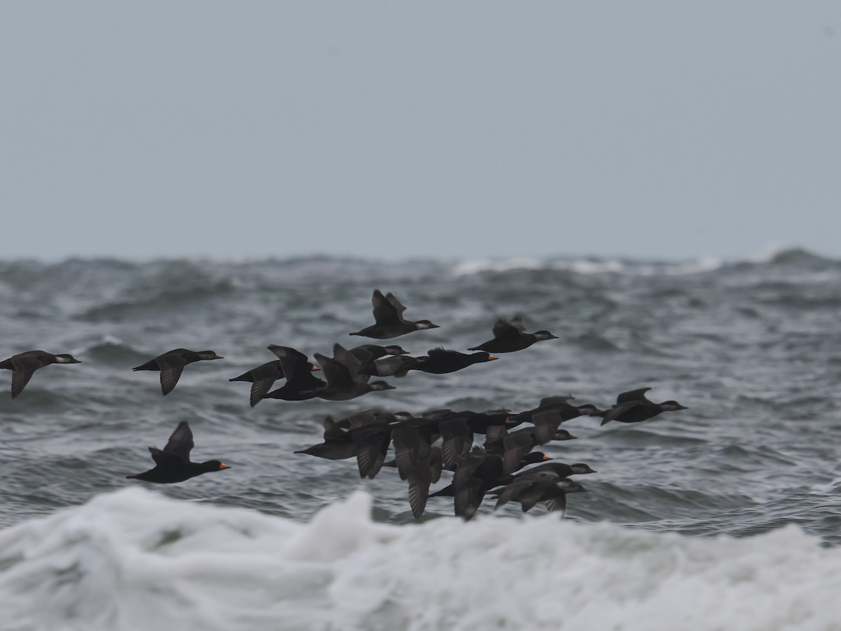 Black Scoter - ML646071173