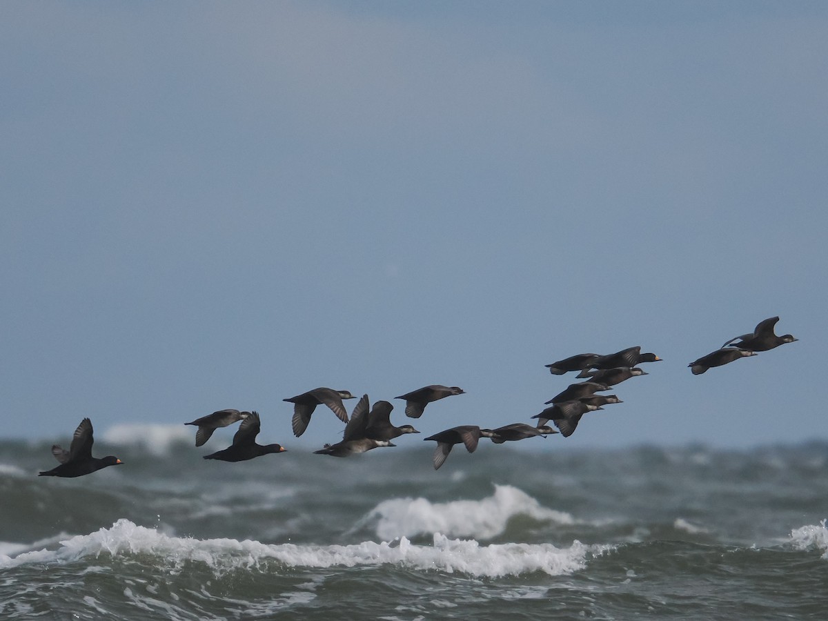 Black Scoter - ML646071174