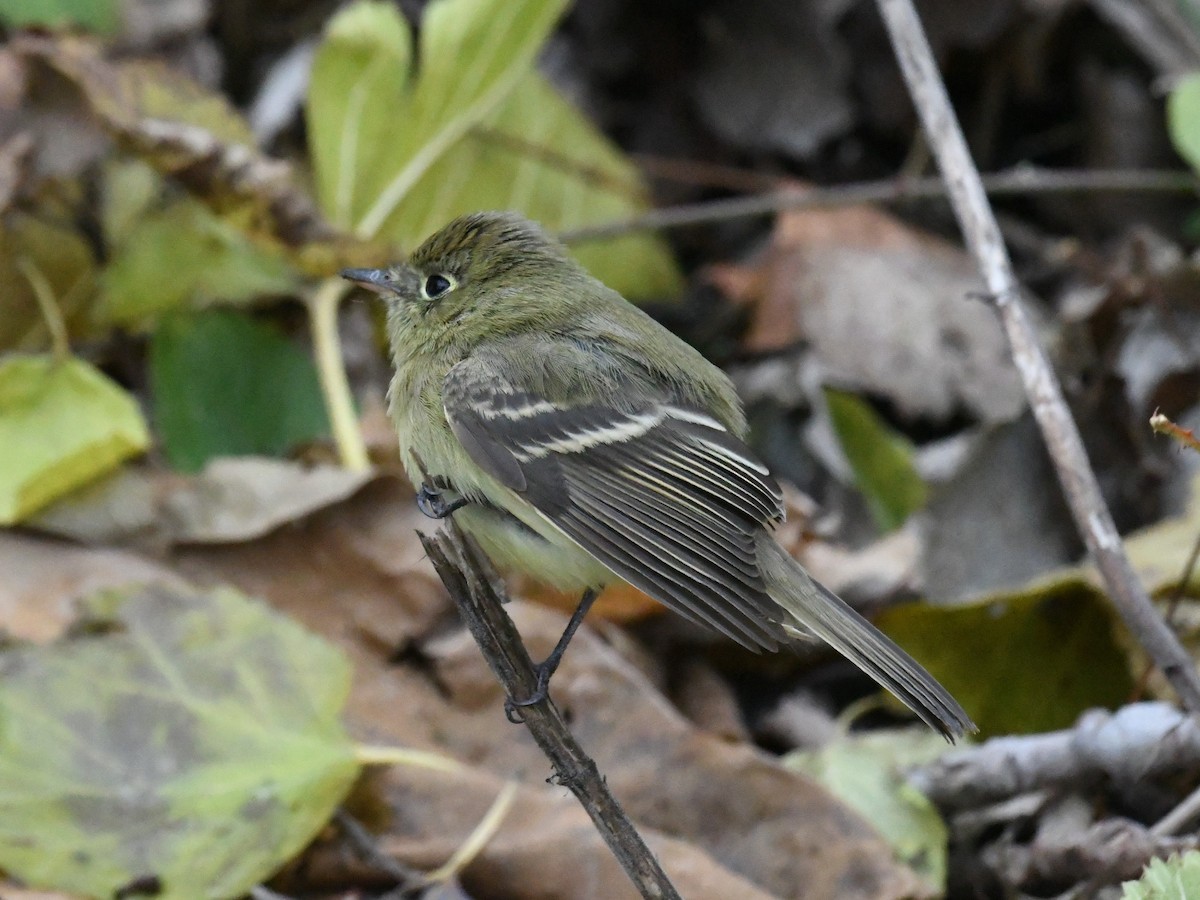 Batı Amerika Sinekkapanı - ML646071177